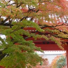 赤い門とモミジ