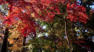 牧野氏ゆかりの庭園はモミジが真っ赤でした♪