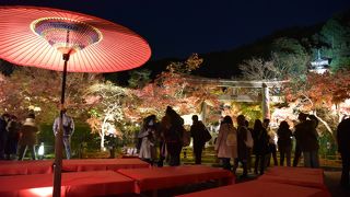 念願のライトアップにこれたーー！！！