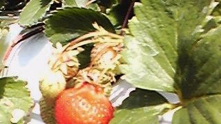 おいしいです。