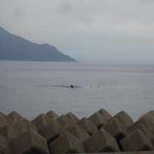 桜島から見たイルカ