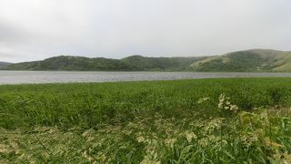 小学校の裏の久種湖のほとりには散策道がありませんでした。