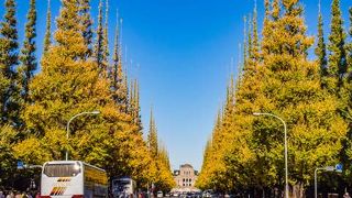 今年のイチョウはイマイチ