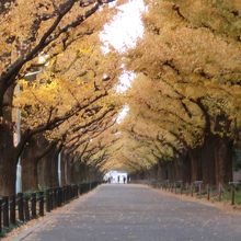 日の出より10分後くらい。イチョウのトンネル。