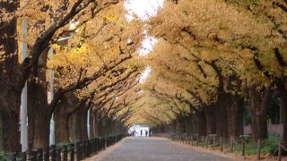 朝ならイチョウのトンネルを独占できます☆