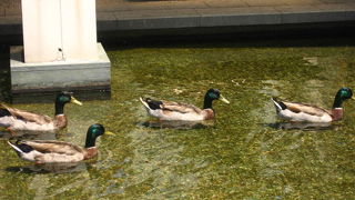 新町川に沿って整備された鴨のいる公園