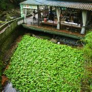 わさび田が広がっています