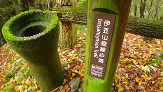 伊豆山稜線トレイル