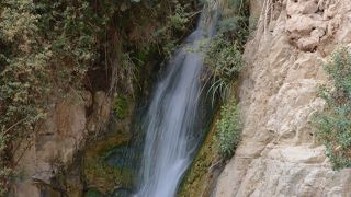 ガゼルや岩だぬき