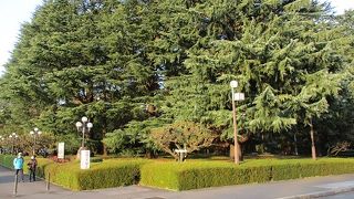 ５月になれば白い花が咲きます。