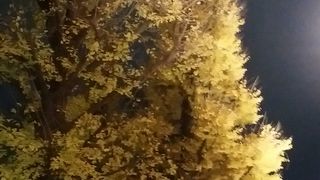 銀杏が積もってる！！