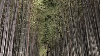 嵐山 花灯路 2015 ?