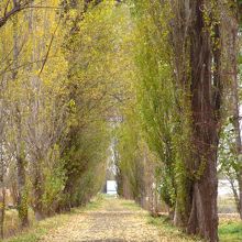 北大のシンボルスポット ポプラ並木