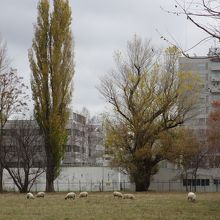 羊さんの牧草地