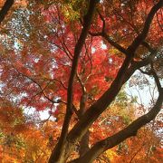 遅い紅葉が残っているか？