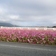 まあまあの見応え
