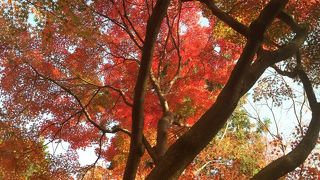 遅い紅葉が残っているか？