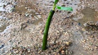 パラダイス倶楽部 (石垣店)