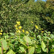 ひまわりが咲いていました