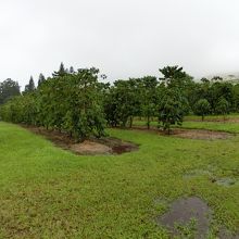 コーヒー農園。農園見学の後工場見学へと続く