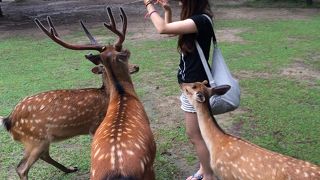 鹿さんたちに癒されました♪