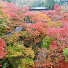 通天橋下の渓谷