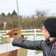 アルパカがいっぱい