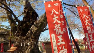 「龍神木」という大きな欅がありました