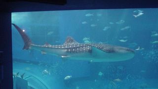 ジンベエだけの残念な水族館　那覇から遠すぎる