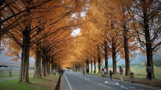 紅葉したメタセコイヤの並木が延々と続く景観が見事