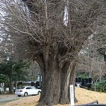 山形市指定天然記念物の大イチョウは幹が太かった!