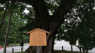 一際目を引く大きなムクの木～清水谷家の椋～