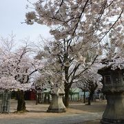 桜が満開のお不動様