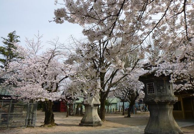 桜が満開のお不動様