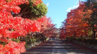 色鮮やかな残り紅葉を楽しむ♪