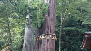 真っ直ぐな大きな杉が印象的