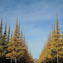 青い空に映えます