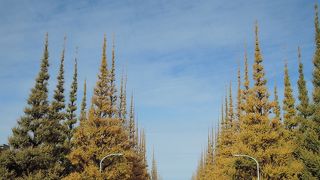 秋季の東京都心の名所