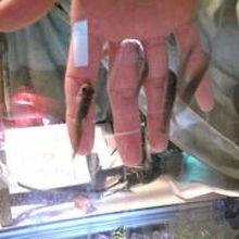 ドクターフッシュ