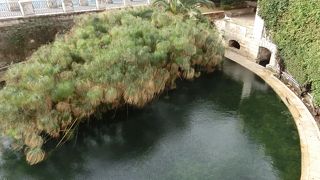 パピルスが生えていたり、鳥が水を飲んだりしている小さい泉です。