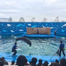 いるかとアシカのショー