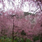 しだれ桜、満開