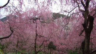 しだれ桜、満開