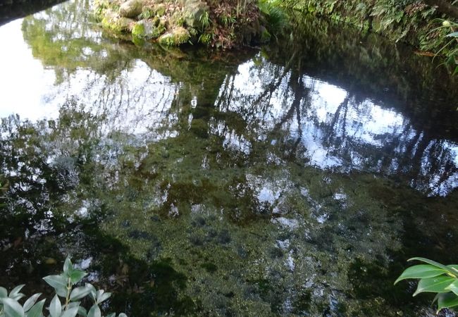 明神池名水公園 クチコミ アクセス 営業時間 阿蘇 フォートラベル