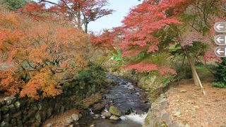 紅葉まつりも終わった12月中旬、入場料は無料でした。