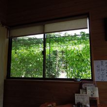 窓の外は緑のカーテン