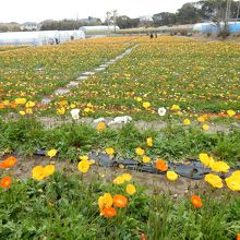 ポピー畑