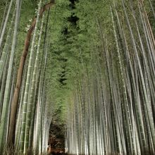 ライトアップされた竹林
