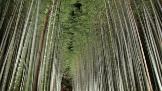 幻想的なライトアップ 嵐山花灯路