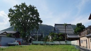 銀杏の木の原型を示すもの